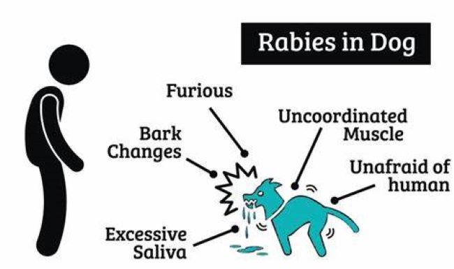 Image with indicatons of rabid dog